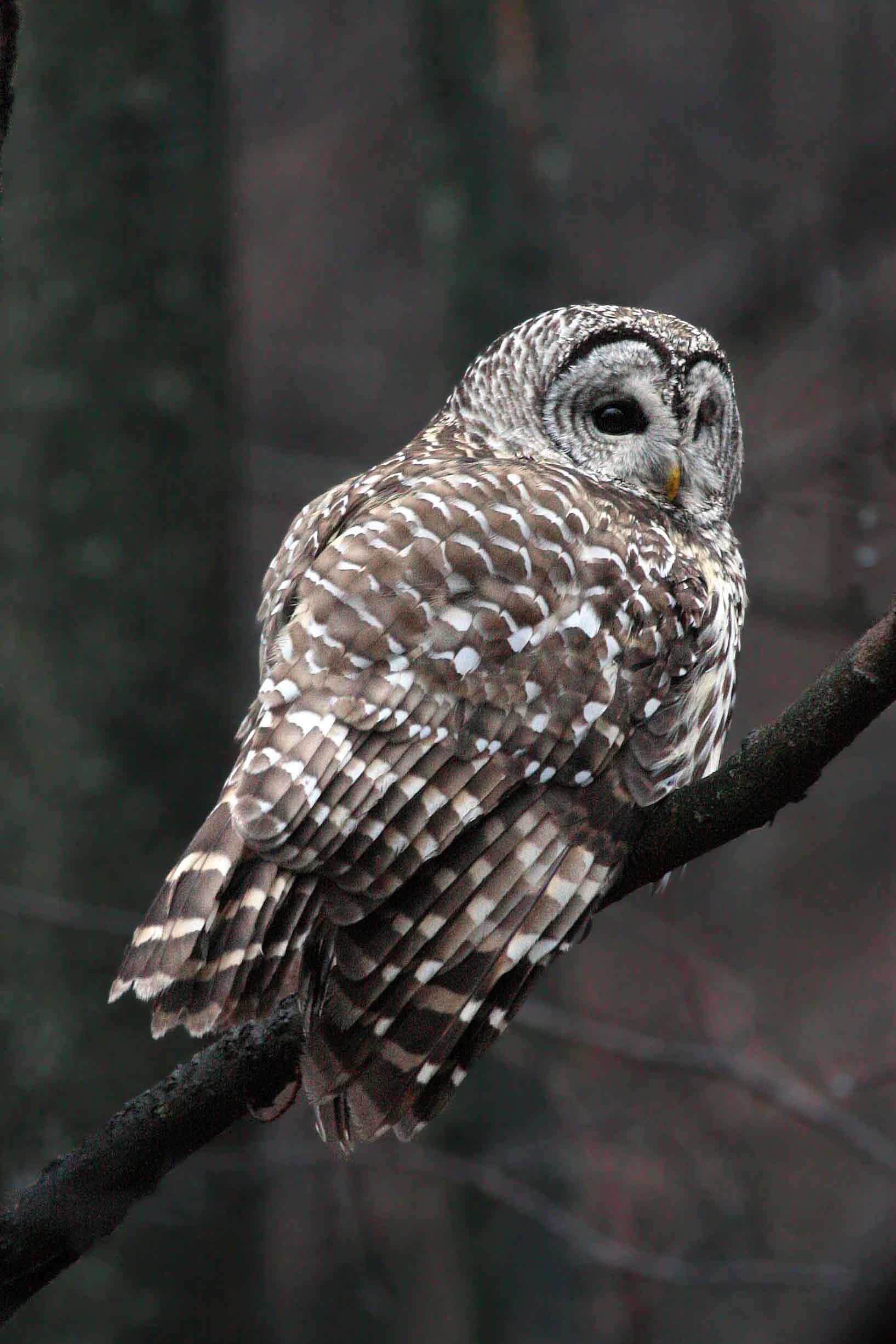Barred Owl