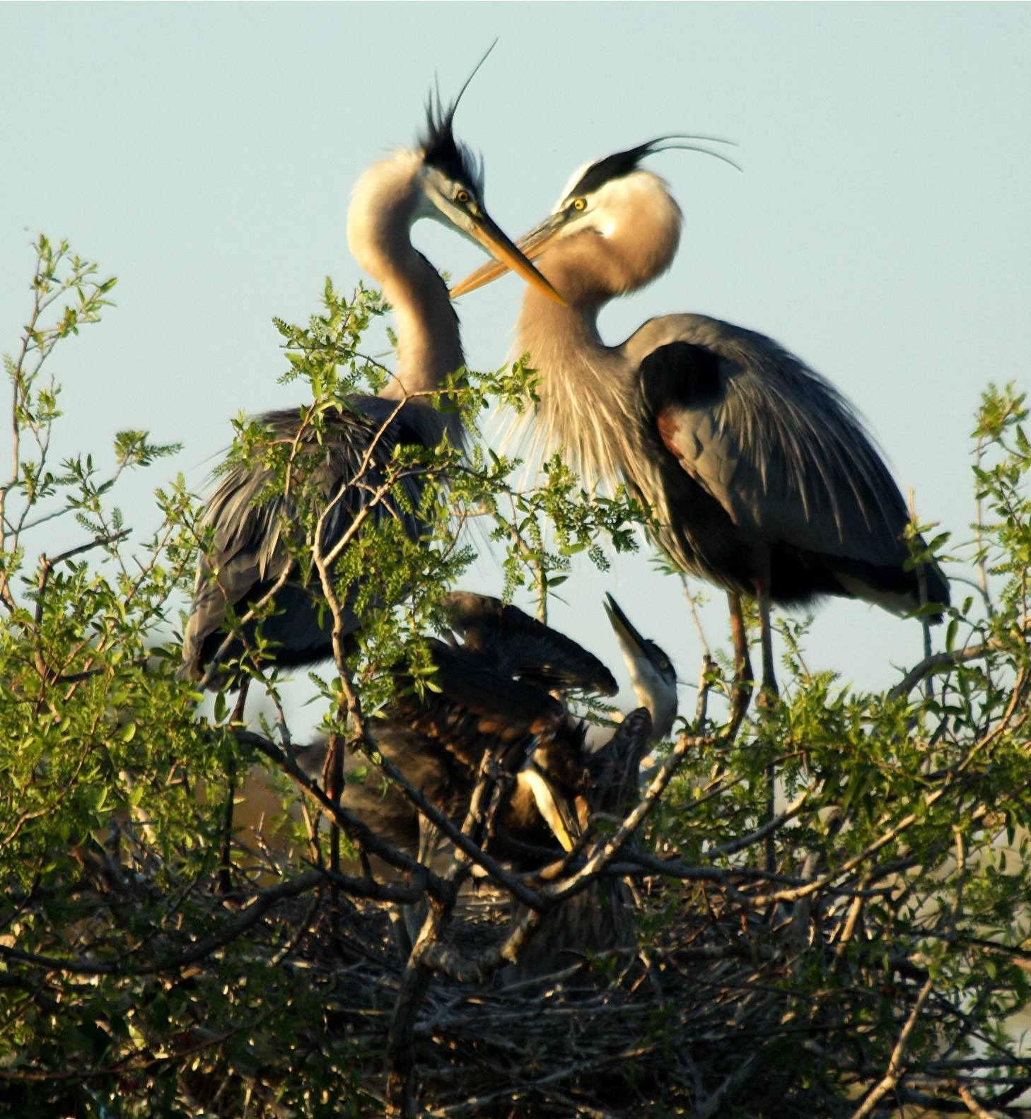Great Blue Heron Family